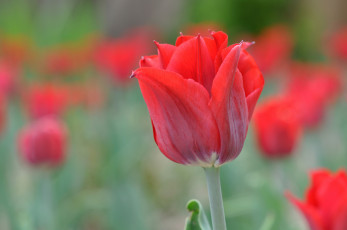 Картинка цветы тюльпаны бутон