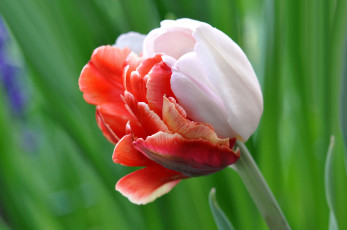 Картинка цветы тюльпаны макро