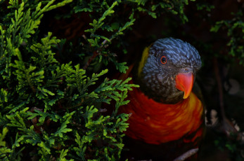 Картинка животные попугаи птица