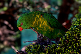 Картинка животные попугаи птица