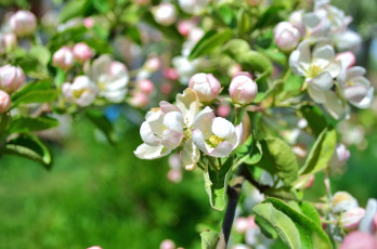 Картинка цветы цветущие+деревья+ +кустарники яблоня