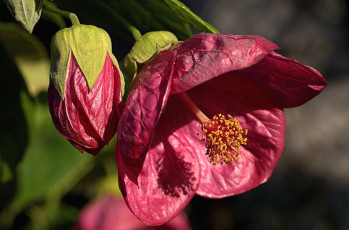 обоя цветы, абутилоны, макро