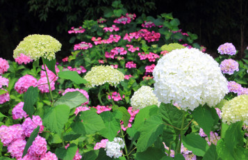 Картинка цветы гортензия бутоны лето