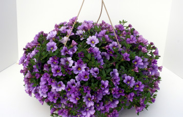 Картинка цветы петунии +калибрахоа калибрахоа петунья композиция