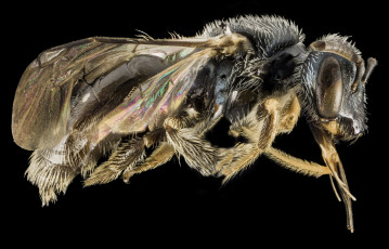 Картинка животные насекомые макросъемка насекомое