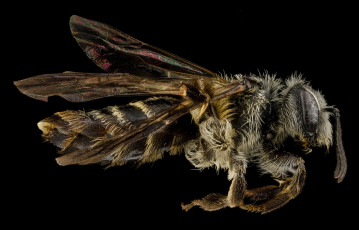 обоя животные, насекомые, насекомое, макросъемка