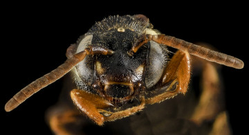 Картинка животные насекомые макросъемка насекомое