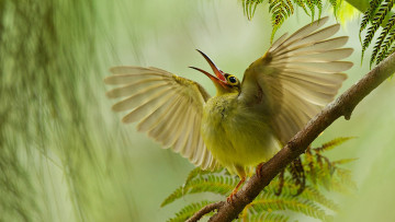 Картинка животные птицы птица ветка