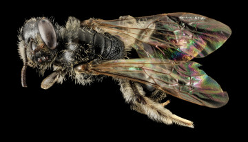 Картинка животные насекомые макросъемка насекомое