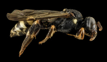 Картинка животные пчелы +осы +шмели макросъемка насекомое