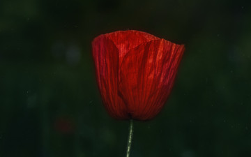 Картинка цветы маки фон