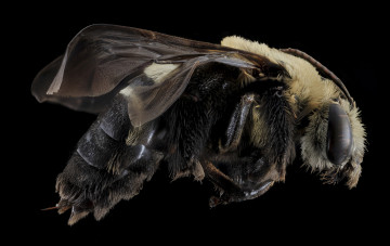 Картинка животные пчелы +осы +шмели насекомое макросъемка