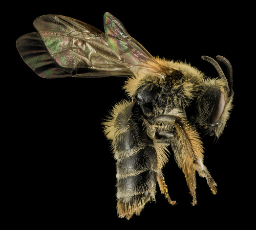 Обои картинки фото животные, пчелы,  осы,  шмели, насекомое, макросъемка