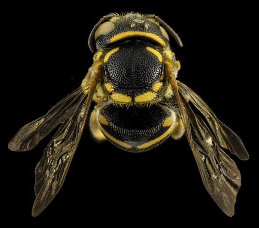 Обои картинки фото животные, пчелы,  осы,  шмели, насекомое, макросъемка