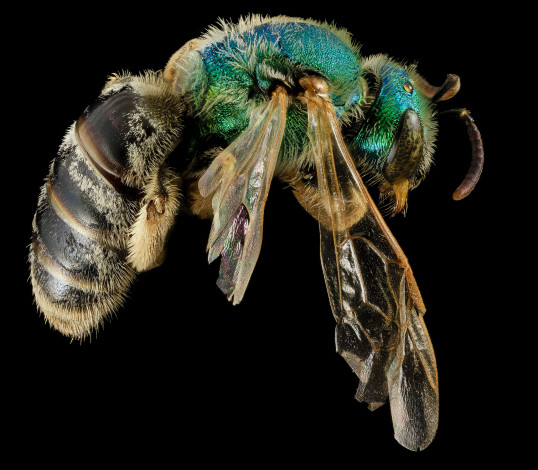 Обои картинки фото животные, насекомые, макросъемка, насекомое