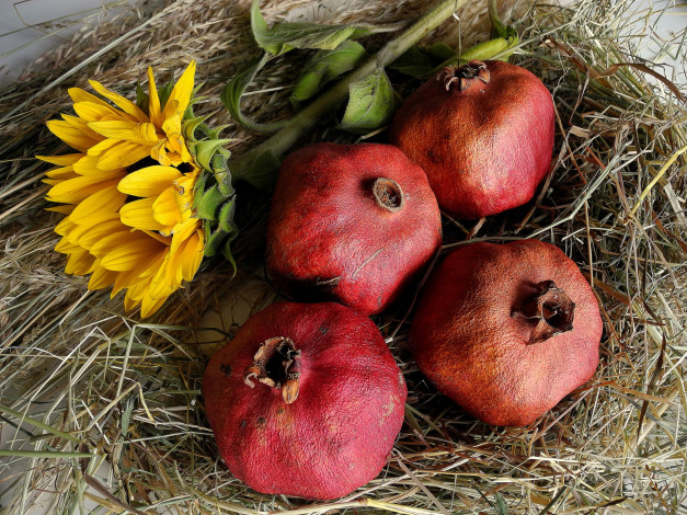 Обои картинки фото еда, гранат, подсолнух, плоды