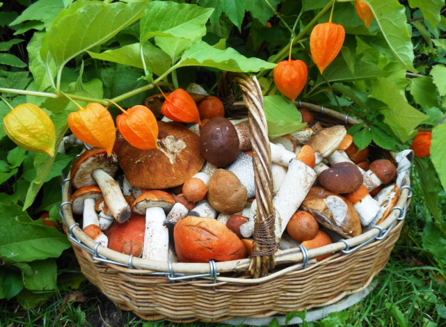 Обои картинки фото еда, грибы,  грибные блюда, физалис, корзина
