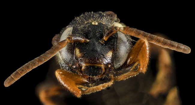 Обои картинки фото животные, насекомые, макросъемка, насекомое