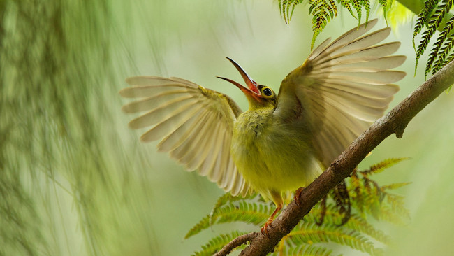 Обои картинки фото животные, птицы, птица, ветка