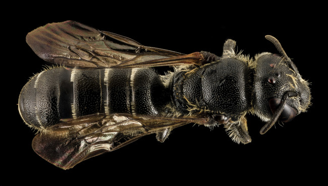 Обои картинки фото животные, насекомые, макросъемка, насекомое