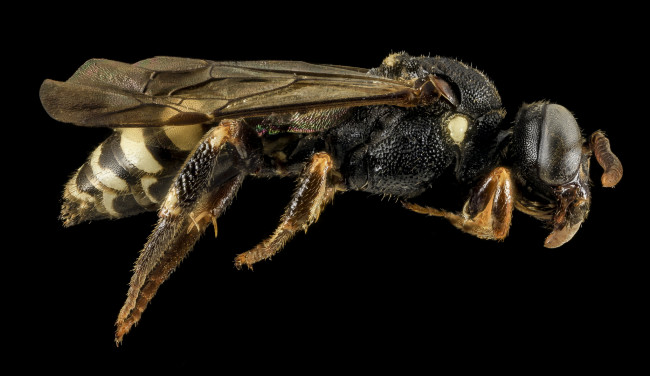 Обои картинки фото животные, пчелы,  осы,  шмели, макросъемка, насекомое