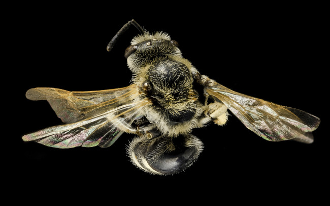 Обои картинки фото животные, пчелы,  осы,  шмели, макросъемка, насекомое