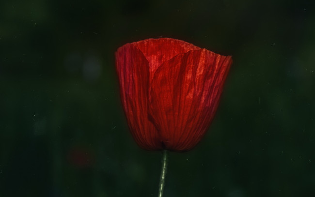 Обои картинки фото цветы, маки, фон