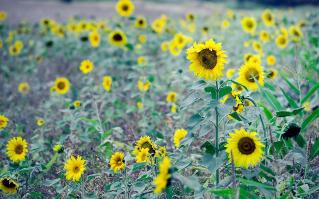 Обои картинки фото цветы, подсолнухи, поле, фон, листья