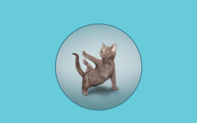 Обои картинки фото разное, компьютерный дизайн, фон, кот