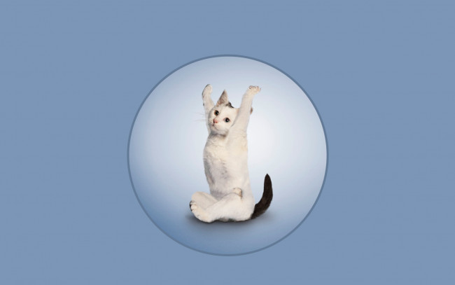 Обои картинки фото разное, компьютерный дизайн, фон, кот