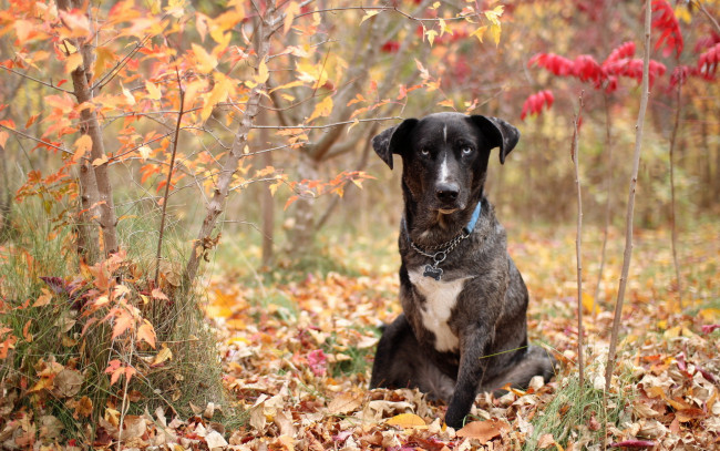 Обои картинки фото животные, собаки, осень, взгляд