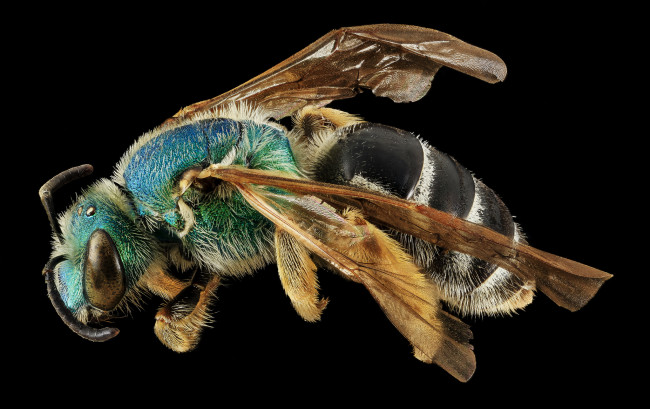 Обои картинки фото животные, насекомые, макросъемка, насекомое