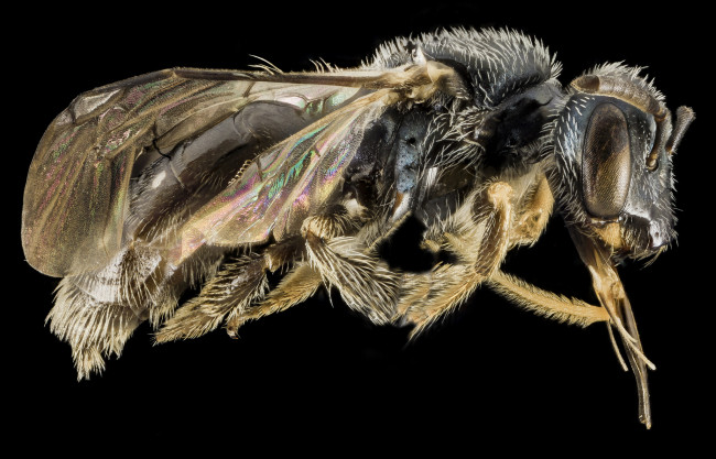 Обои картинки фото животные, насекомые, макросъемка, насекомое