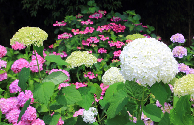 Обои картинки фото цветы, гортензия, бутоны, лето