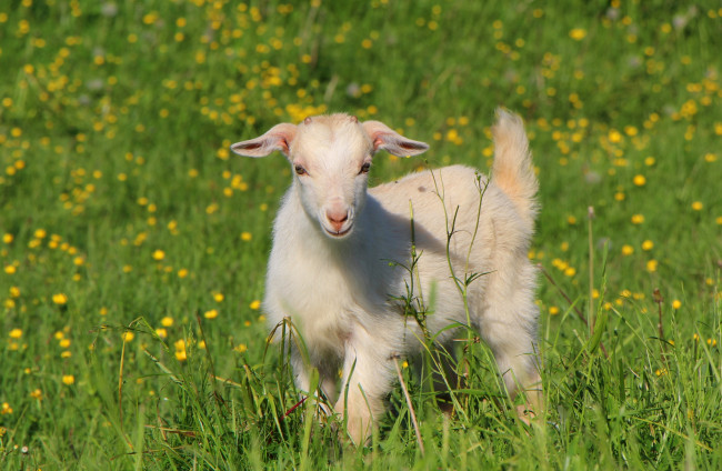 Обои картинки фото животные, козы, козочка