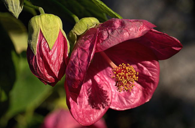 Обои картинки фото цветы, абутилоны, макро