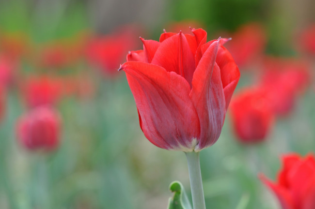 Обои картинки фото цветы, тюльпаны, бутон