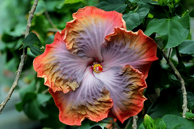 Обои картинки фото цветы, гибискусы, макро