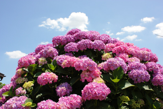 Обои картинки фото цветы, гортензия, бутоны, лето