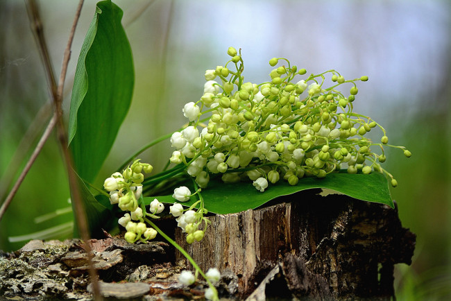 Обои картинки фото цветы, ландыши, весна