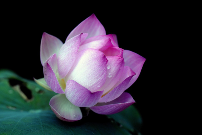 Обои картинки фото цветы, лотосы, макро