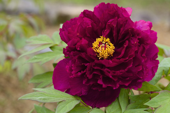 Обои картинки фото цветы, пионы, макро