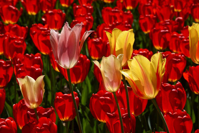 Обои картинки фото цветы, тюльпаны, много