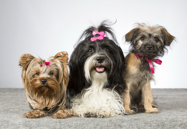 Обои картинки фото животные, собаки, три, йоркширский, террьер