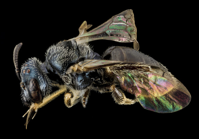 Обои картинки фото животные, насекомые, макросъемка, насекомое