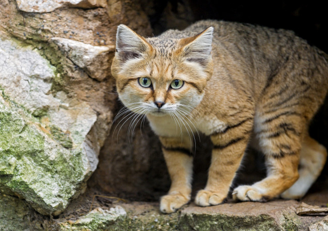 Обои картинки фото животные, дикие кошки, песчаный, кот