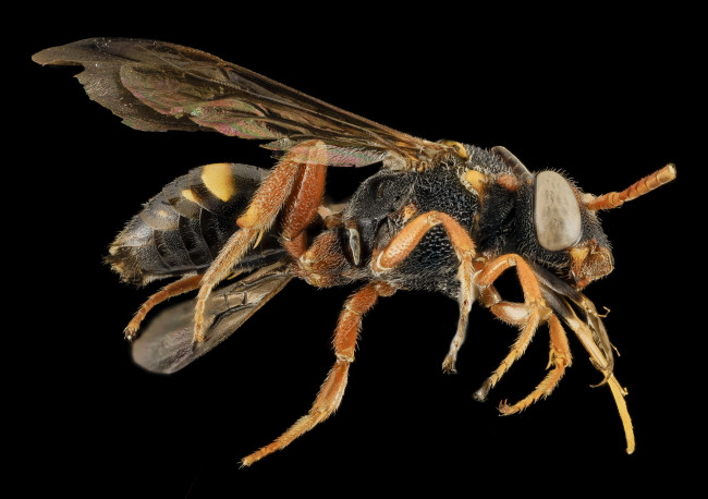 Обои картинки фото животные, насекомые, макросъемка, насекомое