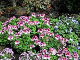 Картинка цветы разные+вместе герань