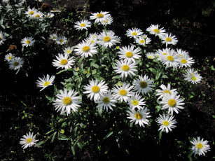 Картинка цветы ромашки белый