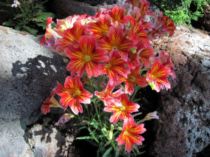 Картинка цветы сальпиглоссис розовый